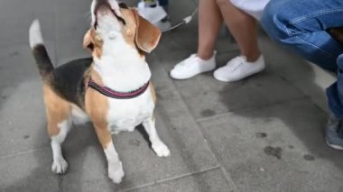 sevimli güzel beagle ustası ile açık hava oyunları oynar