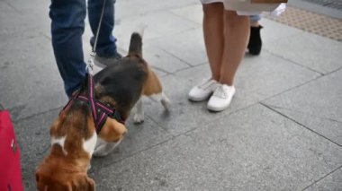sevimli güzel beagle ustası ile açık hava oyunları oynar