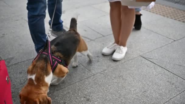 Mignon beau beagle joue à des jeux en plein air avec son maître — Video