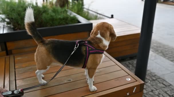 Lindo hermoso beagle juega juegos al aire libre con su maestro — Vídeo de stock