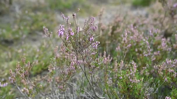 Rüzgarda büyük bir alanda Heather dalları hareket — Stok video