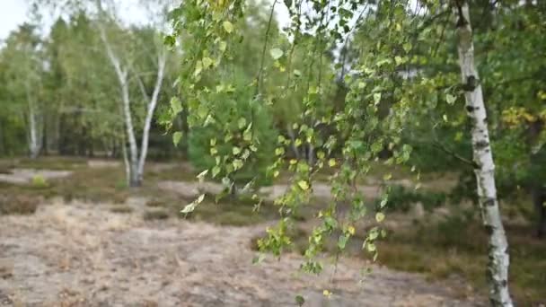 Hierba alta y ramas de árboles balanceándose del viento en un bosque de abedules en un día de verano — Vídeos de Stock