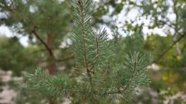 Dökmeyen ladin 4k Güzel dalı. Çam ağacı, rüzgarda salyalar. Seçici odak. Açık havada