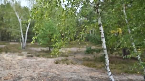 Висока трава і гілки дерев, що пливуть з вітру в березовому лісі в літній день — стокове відео