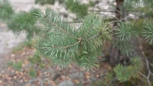4k Belle branche d'épinette à feuilles persistantes. Pin, balancement dans le vent. Concentration sélective. À l'extérieur 