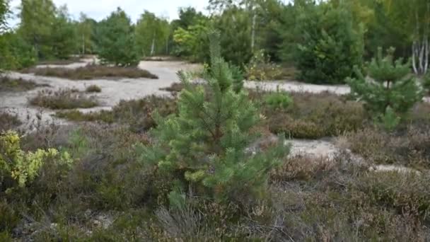 4K όμορφο κλαδί από αειθαλή ερυθρελάτη. Πεύκο, τα πράγματα στον άνεμο. Επιλεκτική εστίαση. Υπαίθρια — Αρχείο Βίντεο