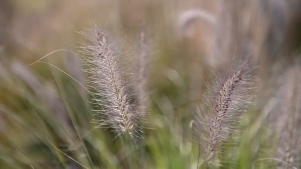 Plantas de verano con espiguilla en el viento, primer plano. Campo con hierba y orejas, sin gente . — Vídeo de stock