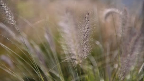 Plantas de verano con espiguilla en el viento, primer plano. Campo con hierba y orejas, sin gente . — Vídeos de Stock