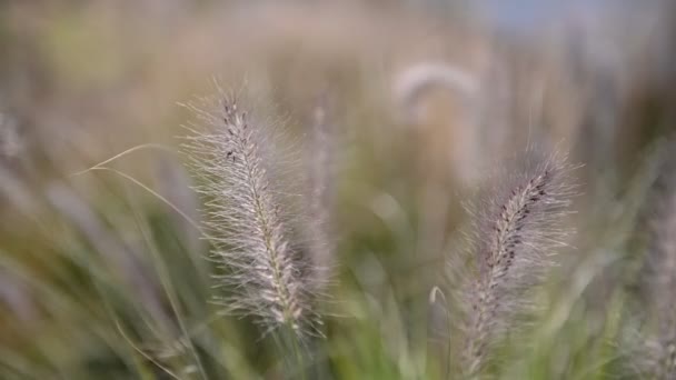 Nyári növények tüske a szélben, közelkép. Fűvel és füllel borított mező, emberek nélkül. — Stock videók