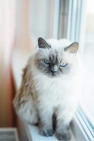 Beau chat gris assis sur le rebord de la fenêtre et regardant vers une fenêtre — Photo