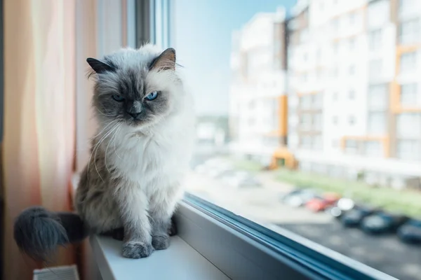 Beau chat gris assis sur le rebord de la fenêtre et regardant vers une fenêtre — Photo