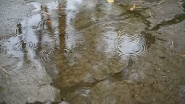 Close-up, grandes, fortes gotas de chuva, chuva, chuveiro, queda com salpicos de água , — Vídeo de Stock