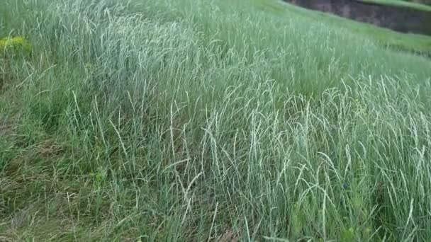 Groen gras beweegt in de wind tegen de achtergrond van hoge bergen — Stockvideo