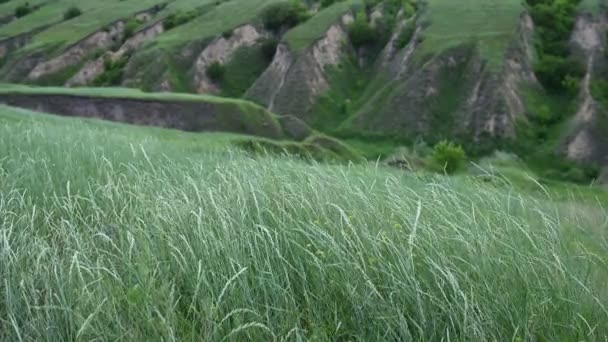 高い山を背景に風に緑の草が動く — ストック動画