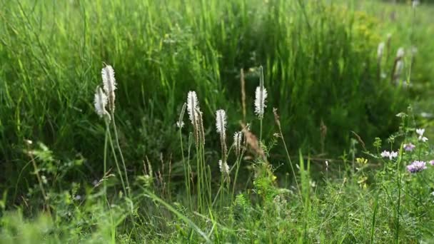 La hierba verde se mueve en el viento contra el telón de fondo de las altas montañas — Vídeos de Stock