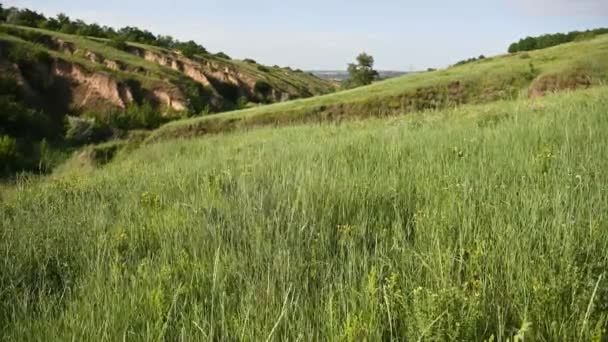 Zöld fű mozog a szélben a magas hegyek hátterében — Stock videók