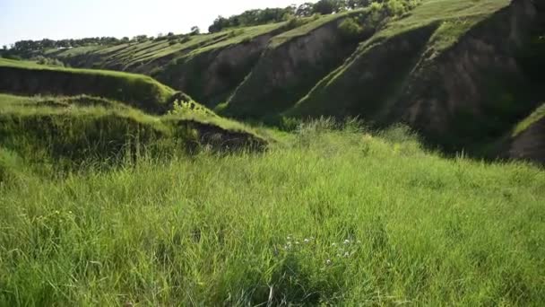 Grönt gräs rör sig i vinden mot bakgrund av höga berg — Stockvideo