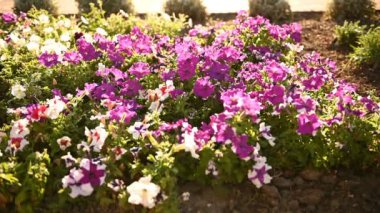 Çayırdaki farklı türde harika çiçekler.