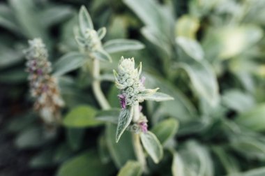 Stachys Bizans bitkisi ipeksi kıllarla kaplı.