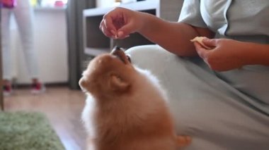 Spitz köpeğinin sahibi onunla oynuyor ve onu lezzetli atıştırmalıklarla besliyor.