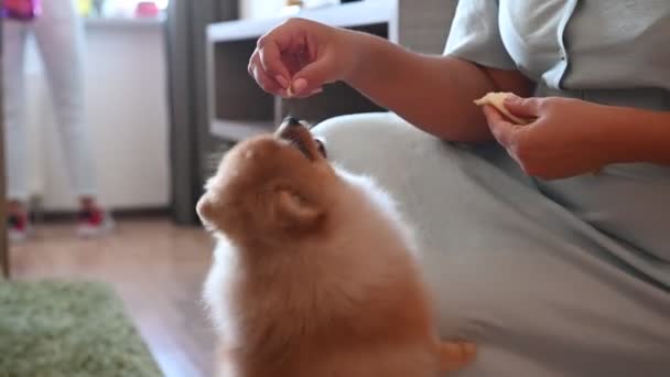 Ägaren till hunden Spitz leker med honom och matar honom med läckra snacks från hans hand. — Stockvideo