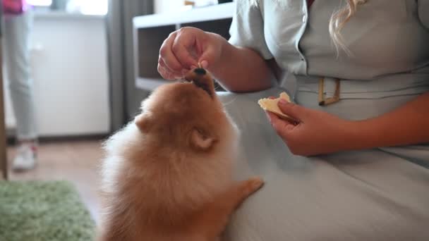 Власник собаки Шпіц грається з ним і годує його смачними закусками з його руки. — стокове відео