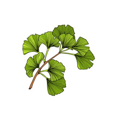 Ginkgo bitki el çekilmiş