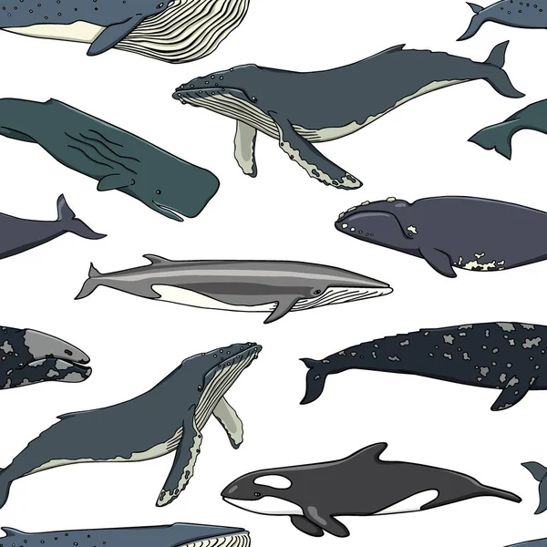 Modello di balena disegnato a mano — Vettoriale Stock