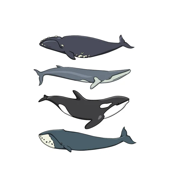 Baleines tirées à la main — Image vectorielle