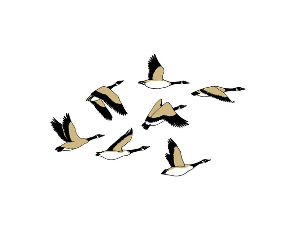 Hand drawn wild geese — Stock Vector