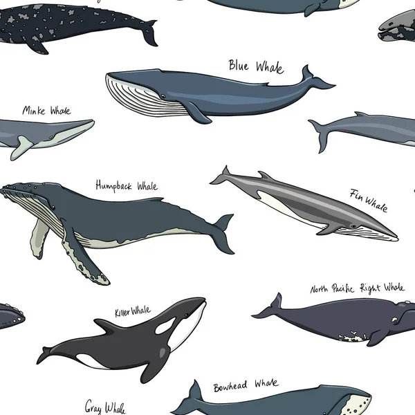 Modèle de baleine dessiné à la main — Image vectorielle