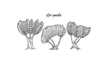 Elle çizilmiş zeytin ağaçları