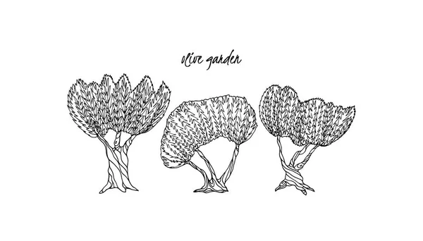 Ręcznie rysowane drzew oliwnych — Wektor stockowy