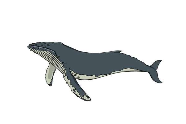 Handgezeichneter Wal — Stockvektor