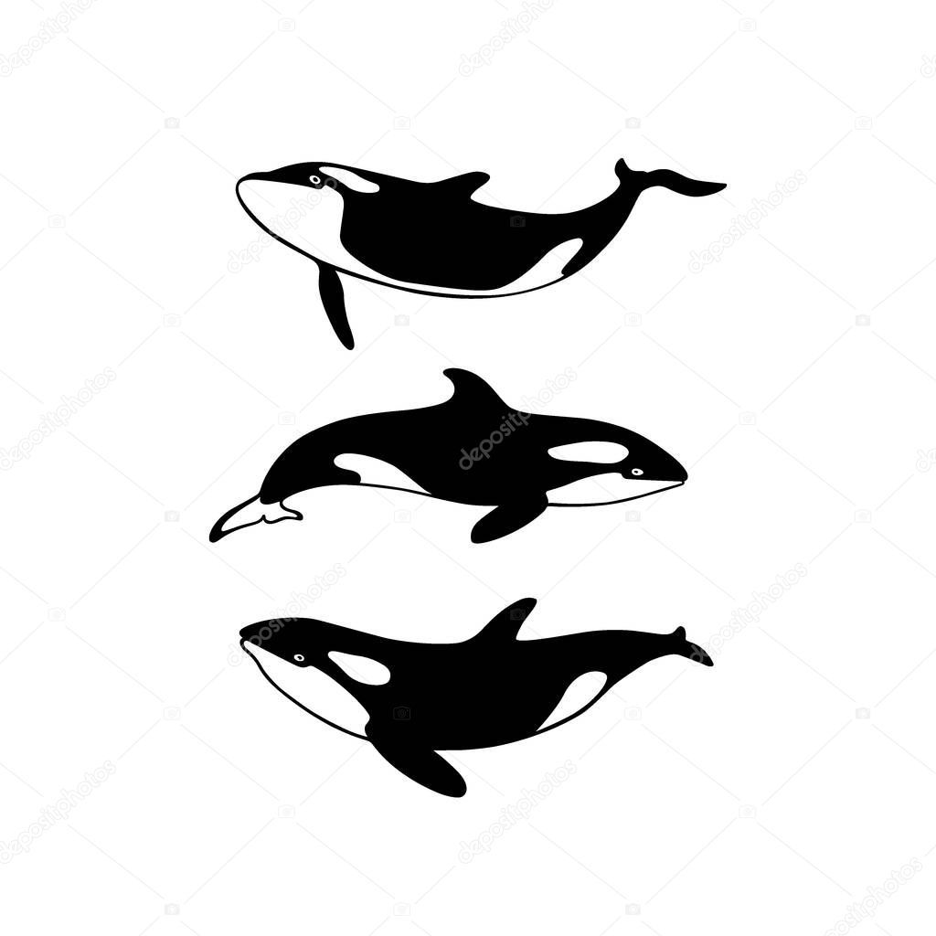 Vector illustration of hand drawn killer whale group. Beautiful ink drawing, heavy contour. Perfect design elements, marine animal illustration
