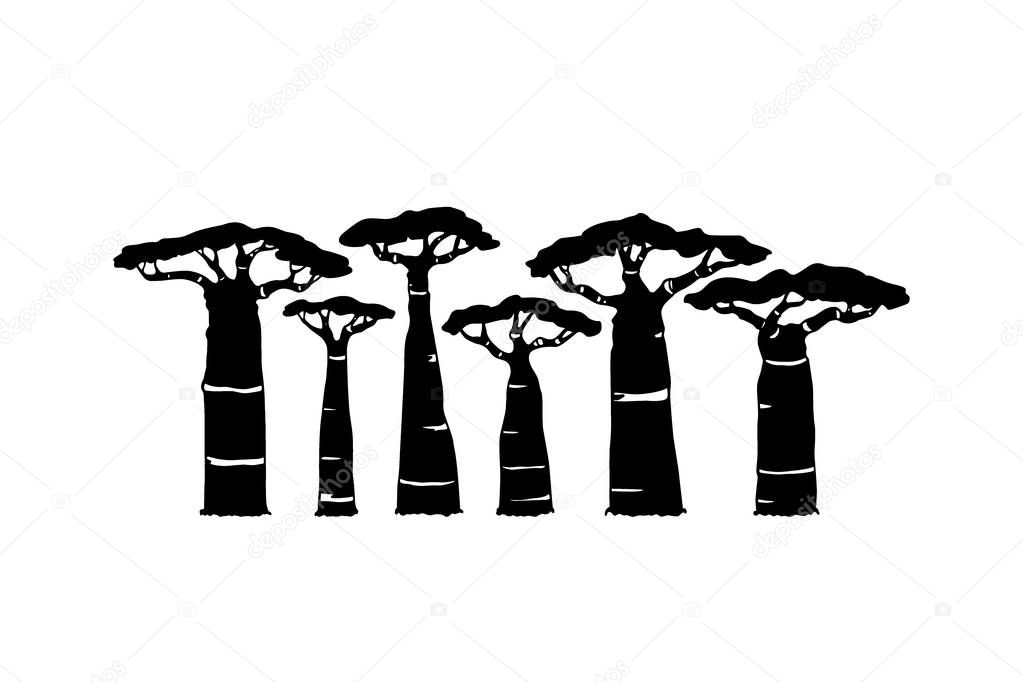 Vector  poster with hand drawn baobab trees. Beautiful design elements, ink drawing, logo template