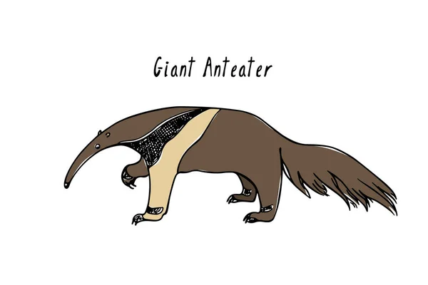 Hand getekende anteater — Stockvector