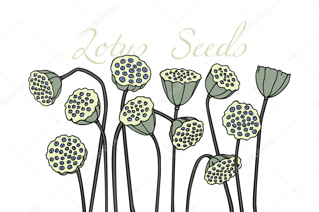 wandering willows plant lotus seed wandering willows plant lotus seed