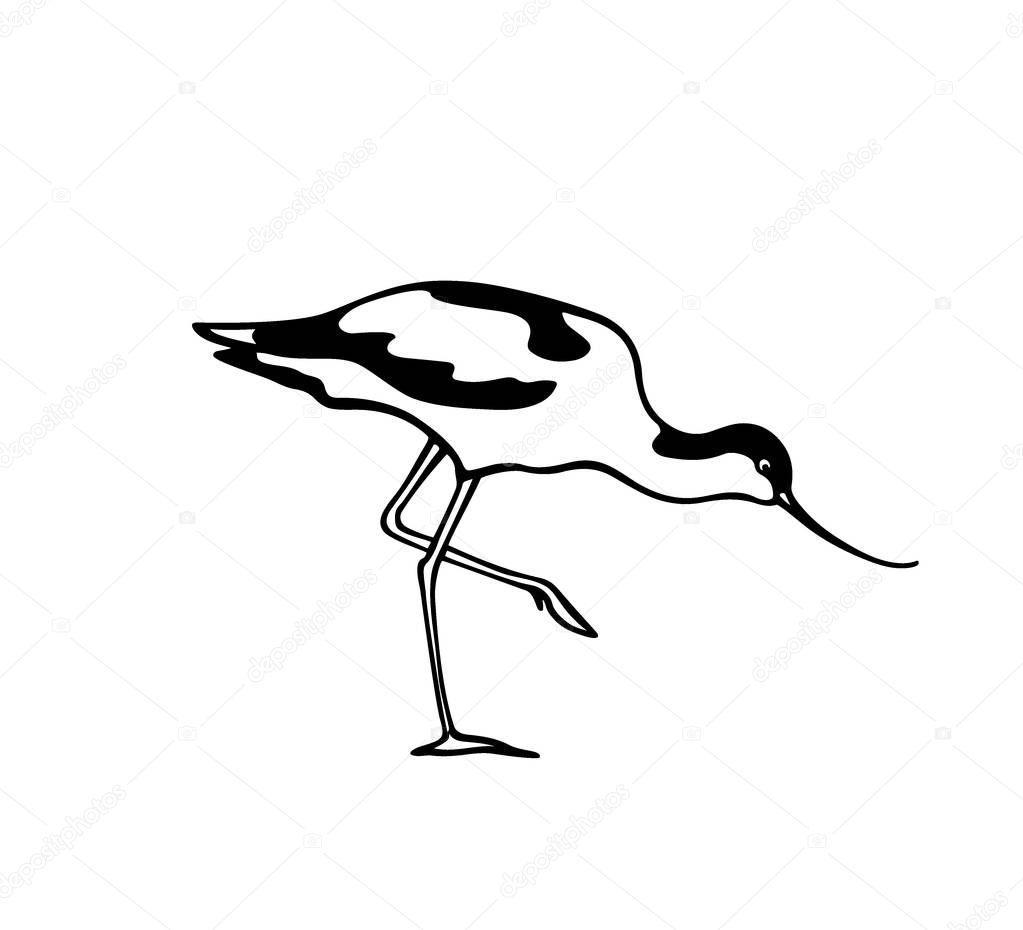 Hand drawn avocet