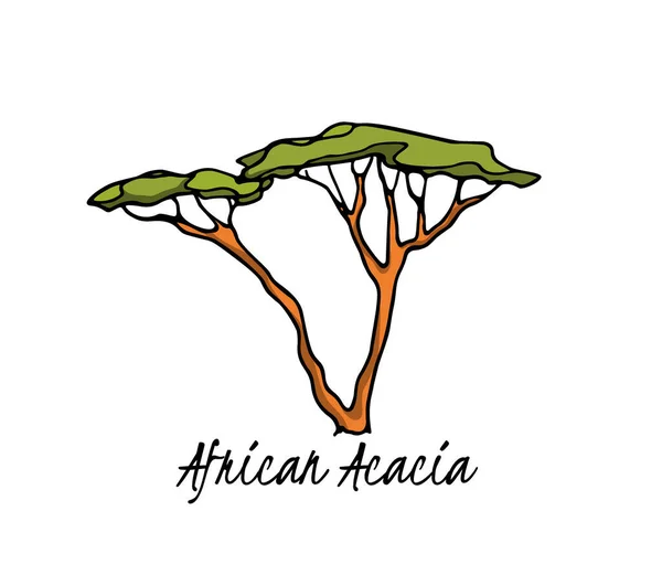 Африканская акация — стоковый вектор
