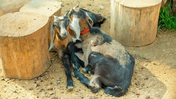 White Goat Village Autumn Day — Stock Photo, Image