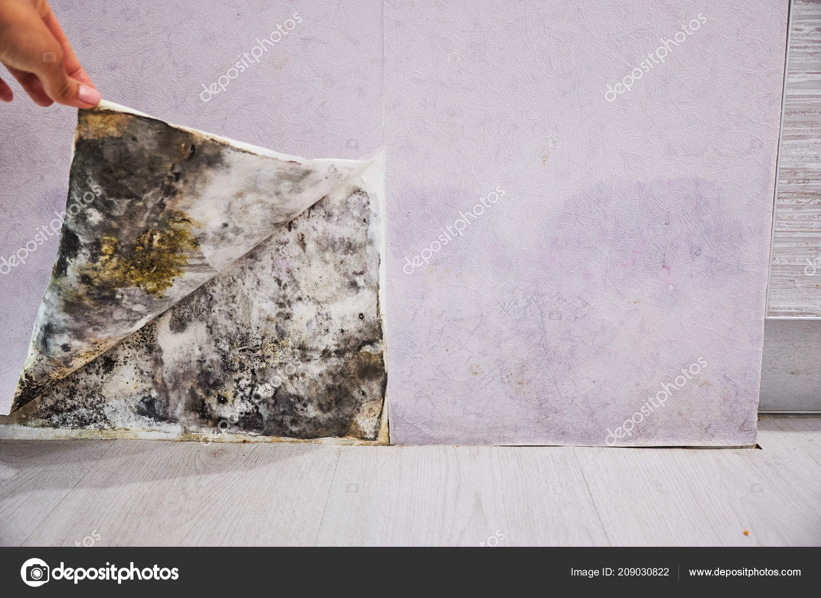 Средство от плесени в квартире. Плесень на стенах. Обработка обоев от грибка. Обработка обоев от грибка. Средство от плесени на обоях.