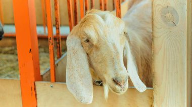 Beyaz keçi sonbahar günü köyde.