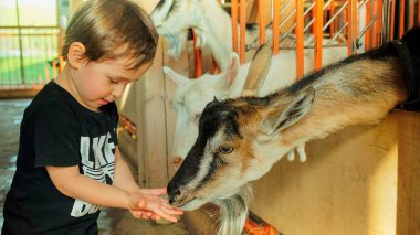 Tatil ülke - keçi bir küçük çocuk yayınları