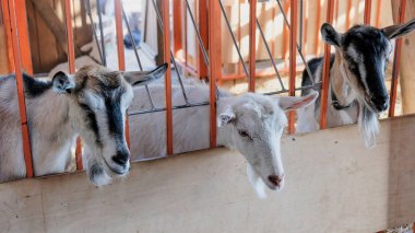 Beyaz keçi sonbahar günü köyde