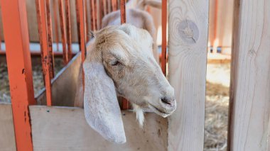 Beyaz keçi sonbahar günü köyde