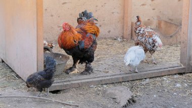 Horoz ve tavuklar çimenlerde otluyor.