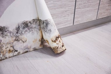 Eski bir evin köşesinde siyah küf birikmiş. Duvar kağıdı altında küf gelişimi