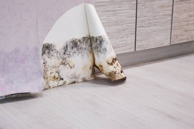 Eski bir evin köşesinde siyah küf birikmiş. Duvar kağıdı altında küf gelişimi