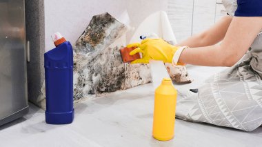 Housekeepers Hand With Glove Cleaning Mold From Wall With Sponge And Spray Bottle clipart